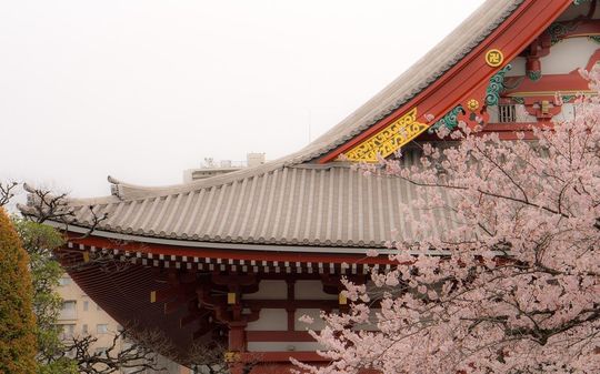 退職記念ページトップ写真：お寺の境内に満開の桜が咲き誇り、屋根の一部が見える情景。過ぎゆく季節と新たな門出を象徴する、穏やかで美しい日本の風景